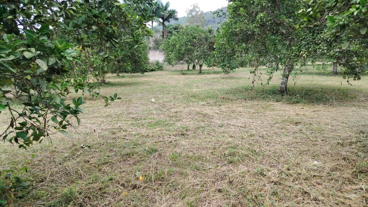 Árboles de cítricos cargados de fruta sobre terreno despejado